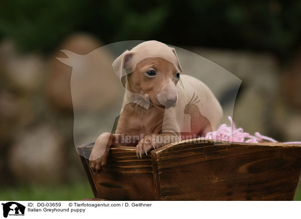 Italian Greyhound puppy / DG-03659