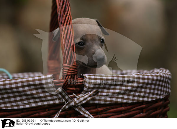 Italian Greyhound puppy / DG-03661