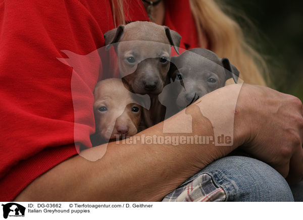 Italian Greyhound puppies / DG-03662