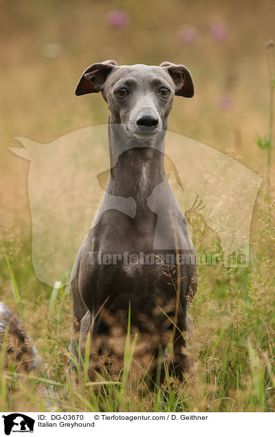 Italian Greyhound / DG-03670