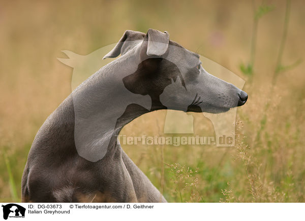 Italian Greyhound / DG-03673