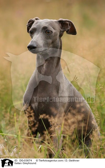 Italian Greyhound / DG-03674