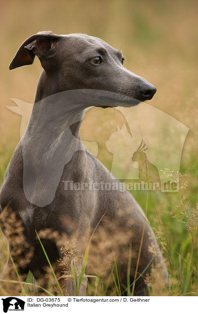 Italian Greyhound / DG-03675