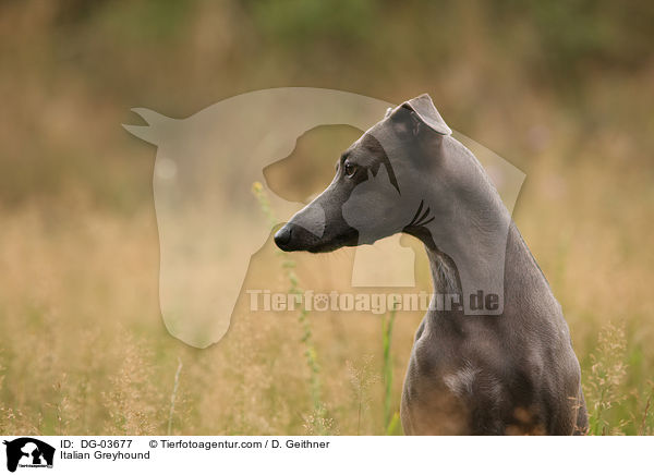 Italian Greyhound / DG-03677
