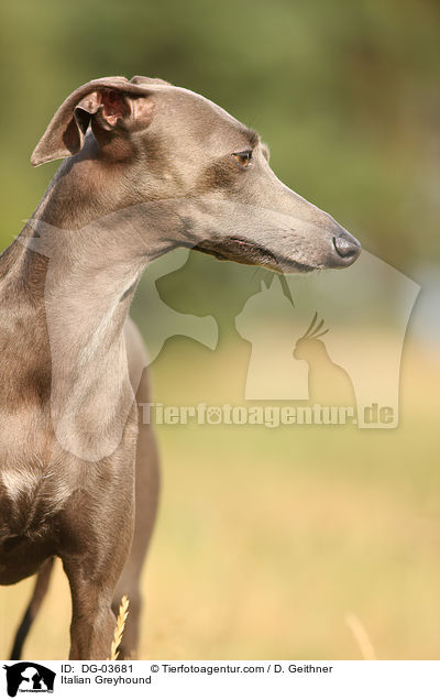 Italian Greyhound / DG-03681