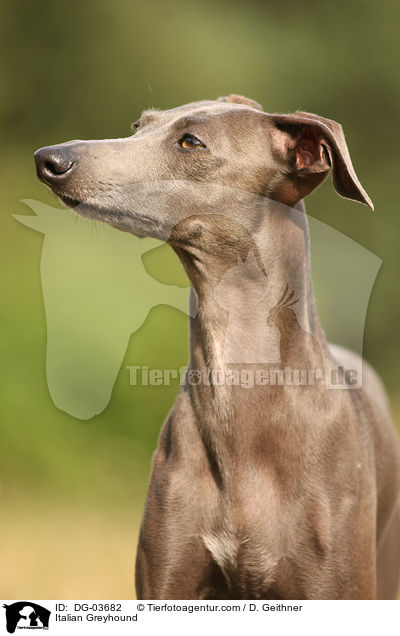 Italian Greyhound / DG-03682