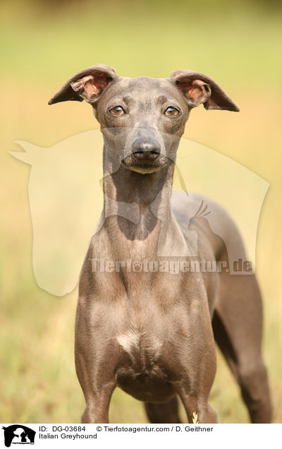 Italian Greyhound / DG-03684