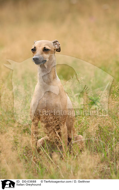 Italian Greyhound / DG-03688