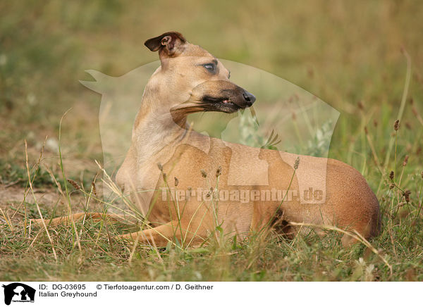 Italian Greyhound / DG-03695