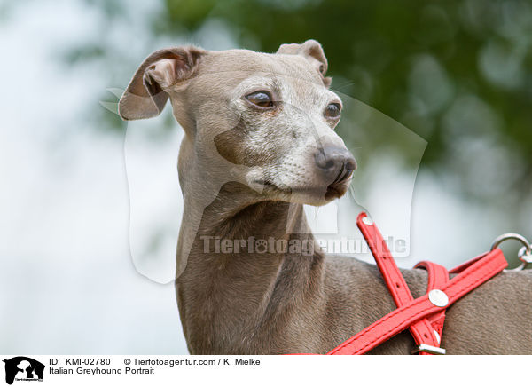 Italian Greyhound Portrait / KMI-02780