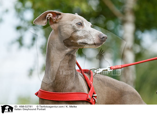 Italian Greyhound Portrait / KMI-02781