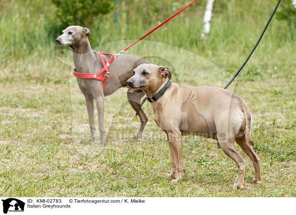 Italian Greyhounds / KMI-02783
