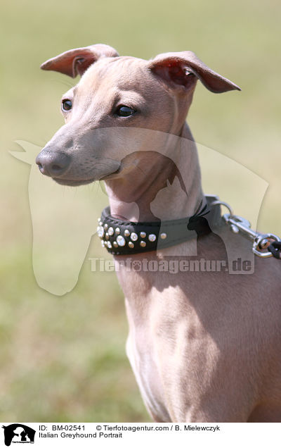 Italian Greyhound Portrait / BM-02541