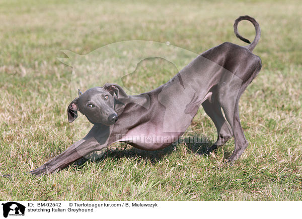 stretching Italian Greyhound / BM-02542