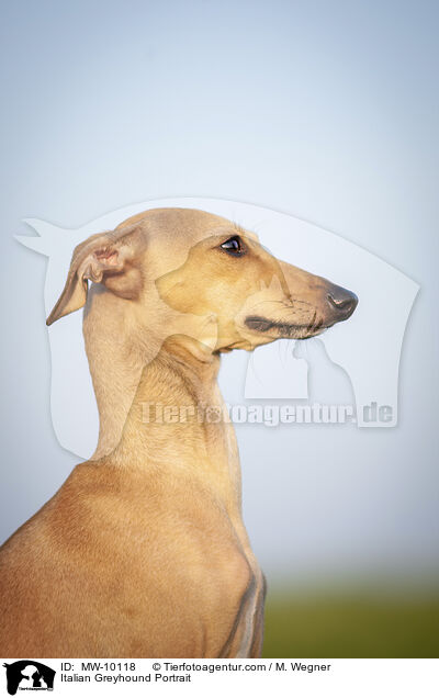 Italian Greyhound Portrait / MW-10118