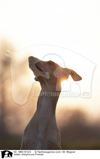 Italian Greyhound Portrait / MW-10123