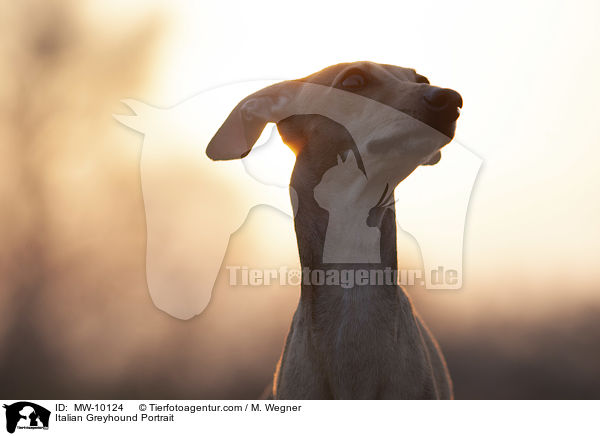 Italian Greyhound Portrait / MW-10124