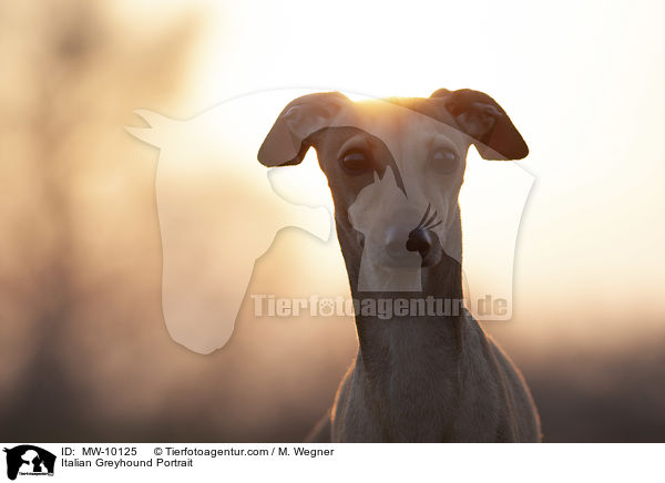 Italian Greyhound Portrait / MW-10125