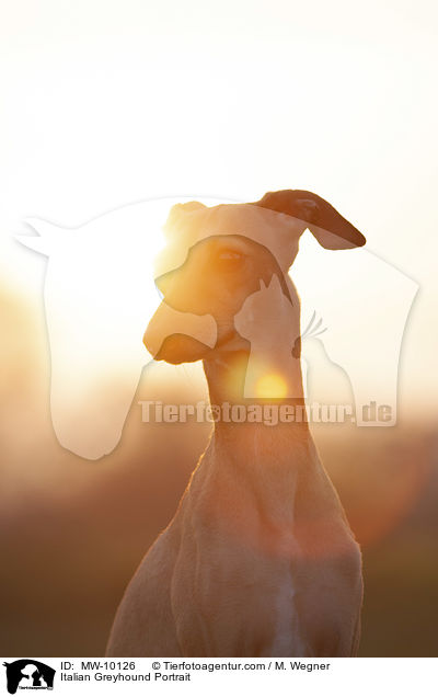 Italian Greyhound Portrait / MW-10126