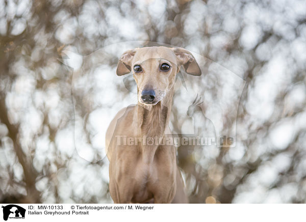 Italian Greyhound Portrait / MW-10133