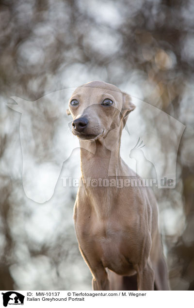 Italian Greyhound Portrait / MW-10137