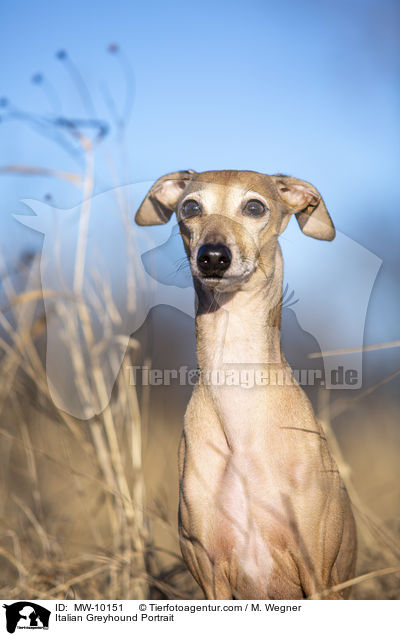 Italian Greyhound Portrait / MW-10151