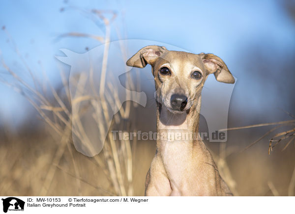 Italian Greyhound Portrait / MW-10153