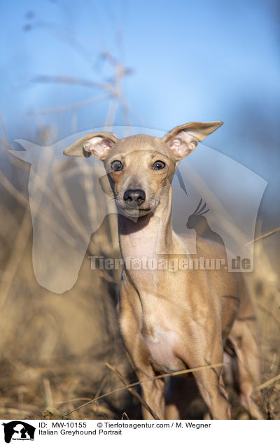 Italian Greyhound Portrait / MW-10155