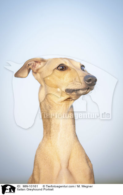 Italian Greyhound Portrait / MW-10161