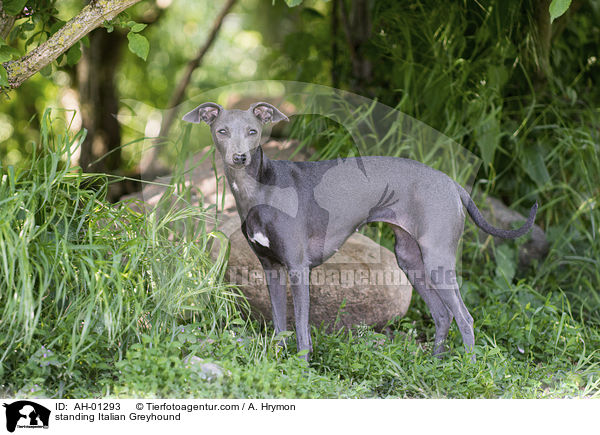 standing Italian Greyhound / AH-01293