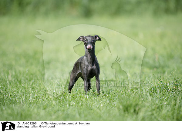standing Italian Greyhound / AH-01296