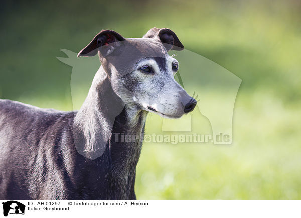 Italian Greyhound / AH-01297