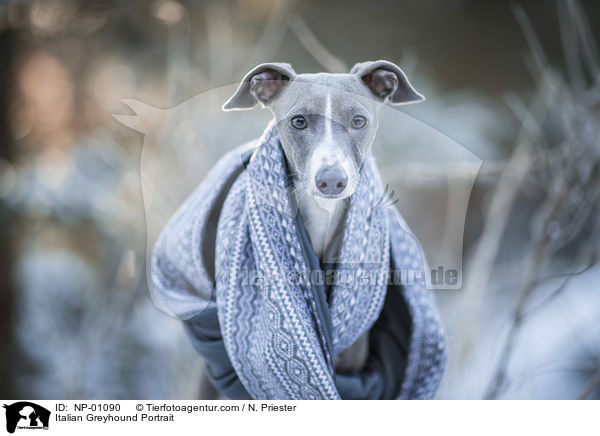 Italian Greyhound Portrait / NP-01090