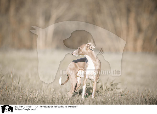 Italian Greyhound / NP-01165