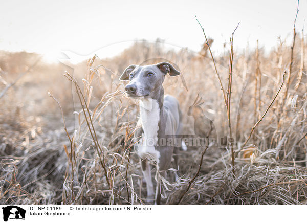 Italian Greyhound / NP-01189