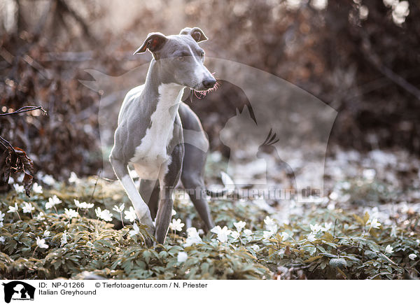 Italian Greyhound / NP-01266