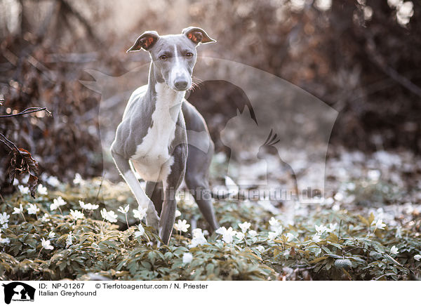Italian Greyhound / NP-01267