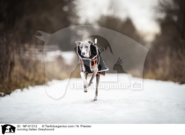 running Italian Greyhound / NP-01312