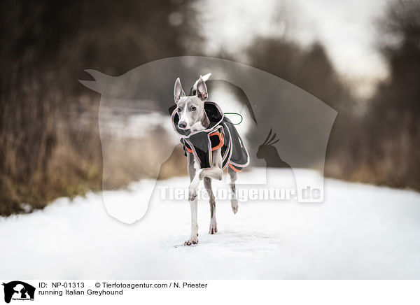 running Italian Greyhound / NP-01313