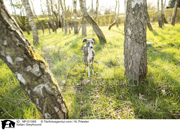 Italian Greyhound / NP-01368