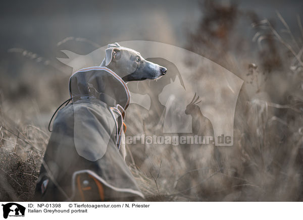 Italian Greyhound portrait / NP-01398