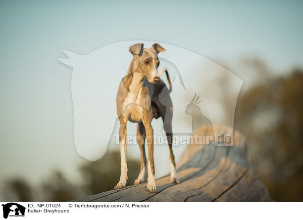 Italian Greyhound / NP-01524