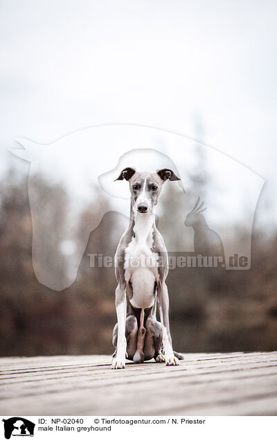 male Italian greyhound / NP-02040