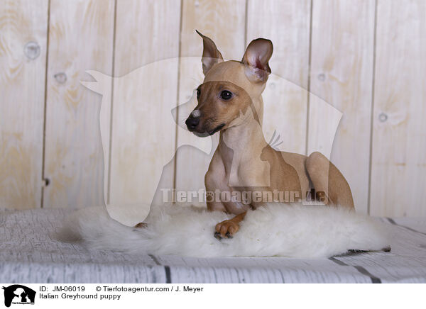 Italian Greyhound puppy / JM-06019