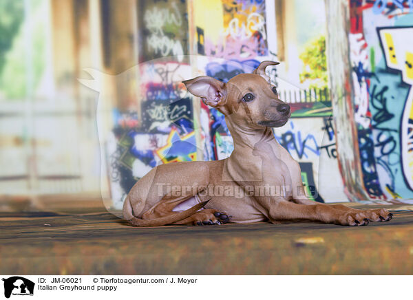 Italian Greyhound puppy / JM-06021