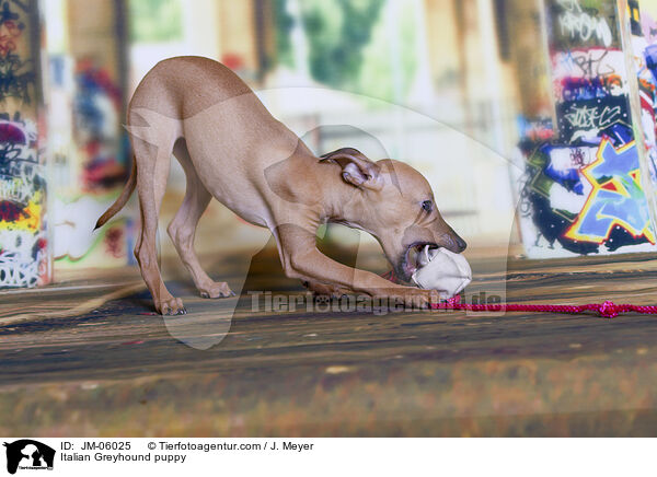 Italian Greyhound puppy / JM-06025