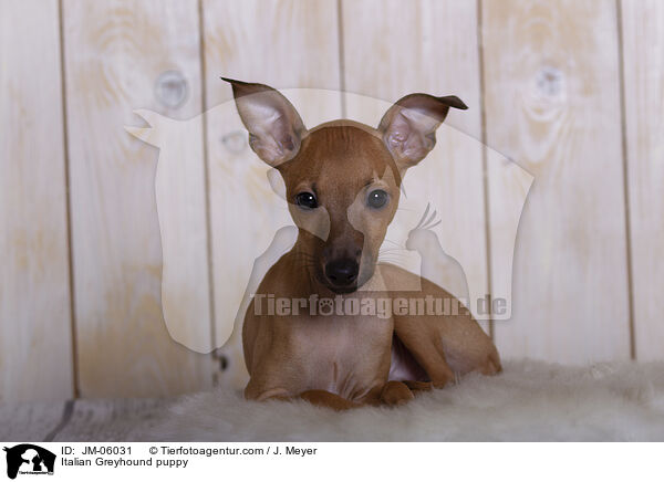Italian Greyhound puppy / JM-06031