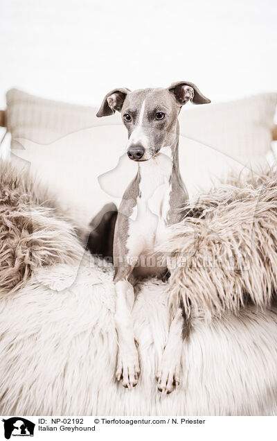 Italian Greyhound / NP-02192