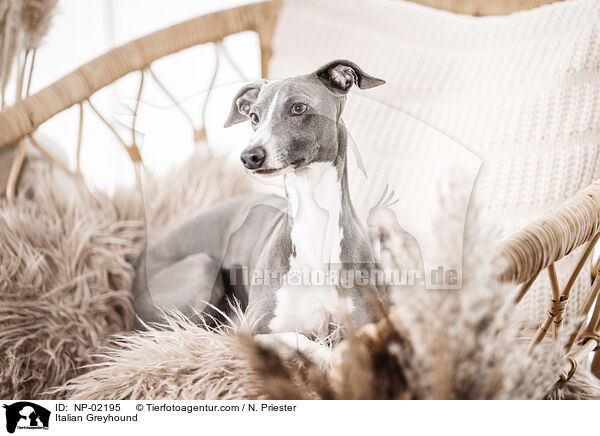 Italian Greyhound / NP-02195