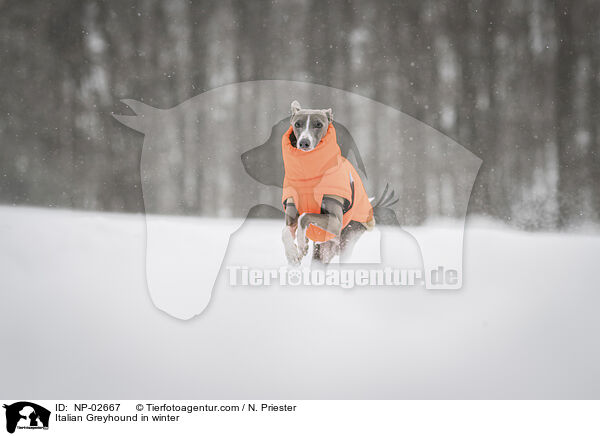 Italian Greyhound in winter / NP-02667